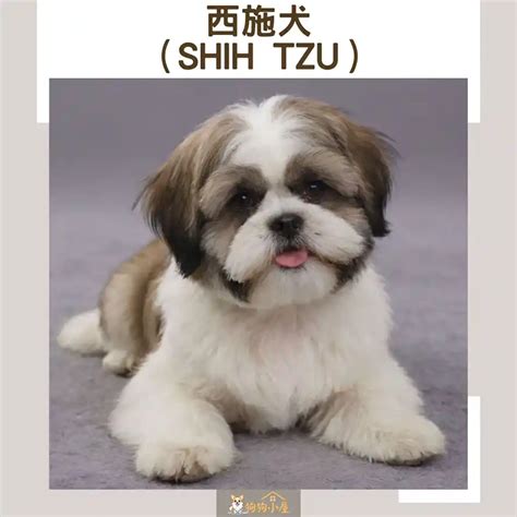 買小狗|小型犬推薦：17種適合小資族和都市人的毛小孩